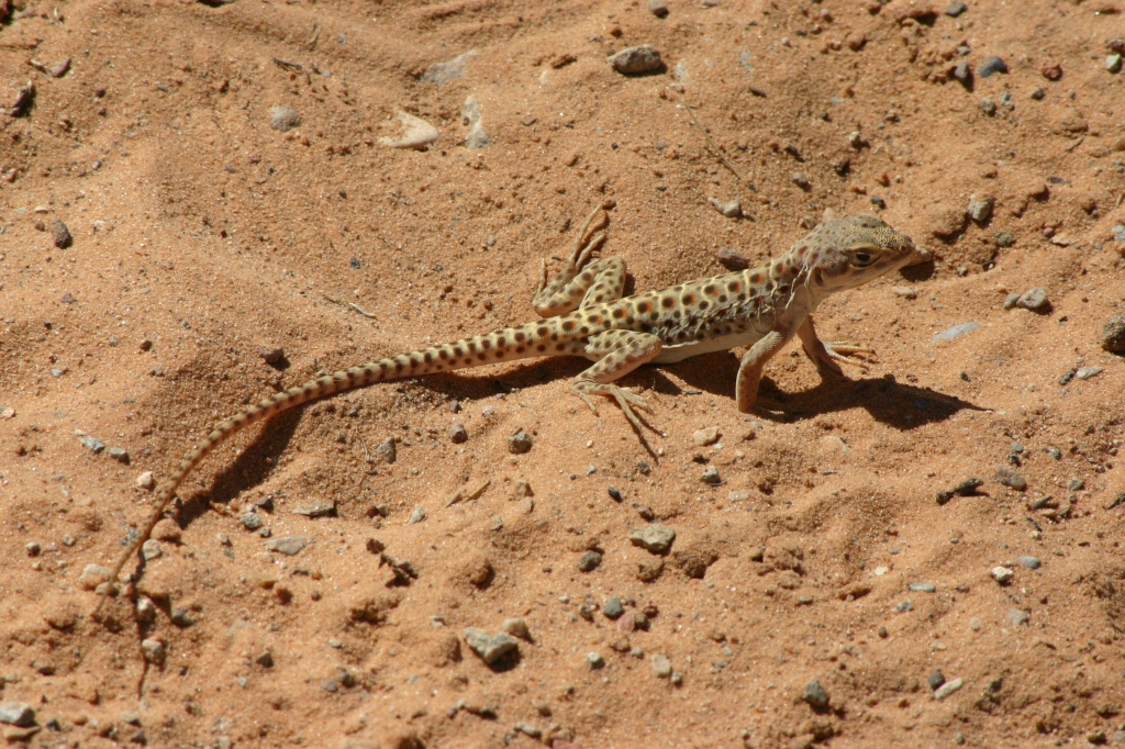 13 - The Arch NP (6).JPG